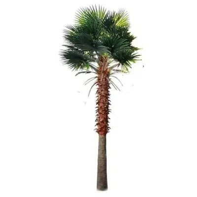 Tall Artificial Mexican Fan Palm Tree (13ft - 23ft) UV Resistant (10-12 Week Back Order)-2