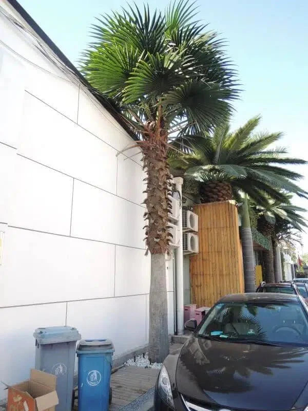 Tall Artificial Mexican Fan Palm Tree (13ft - 23ft) UV Resistant (10-12 Week Back Order)-3