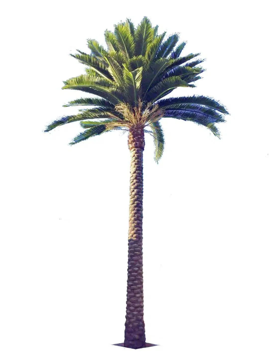 Tall Artificial Florida Palm Tree (13ft To 23ft) UV Resistant (10-12 Week Back Order)-0