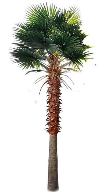 Tall Artificial Mexican Fan Palm Tree (13ft - 23ft) UV Resistant (10-12 Week Back Order)-0
