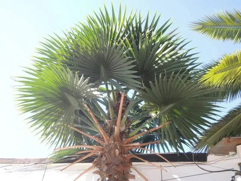 Tall Artificial Mexican Fan Palm Tree (13ft - 23ft) UV Resistant (10-12 Week Back Order)-4