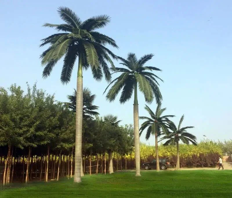 Tall Artificial Royal Palm Tree (13ft - 23ft) UV Resistant (10-12 Week Back Order)-2